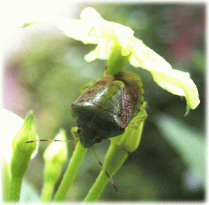 チャバネアオカメムシ(茶翅青亀虫)